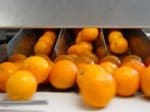 IMPIANTI DI LAVORAZIONE AGRUMI 11