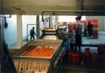 IMPIANTI DI LAVORAZIONE AGRUMI 6